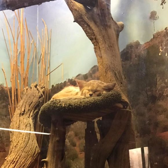 Meet your Posher, Cate - Picture 1 of 1